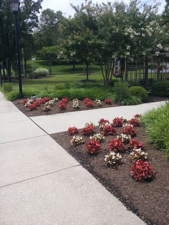 Flower beds with red and white flowers next to a sidewalk. Green grass and trees in the background.