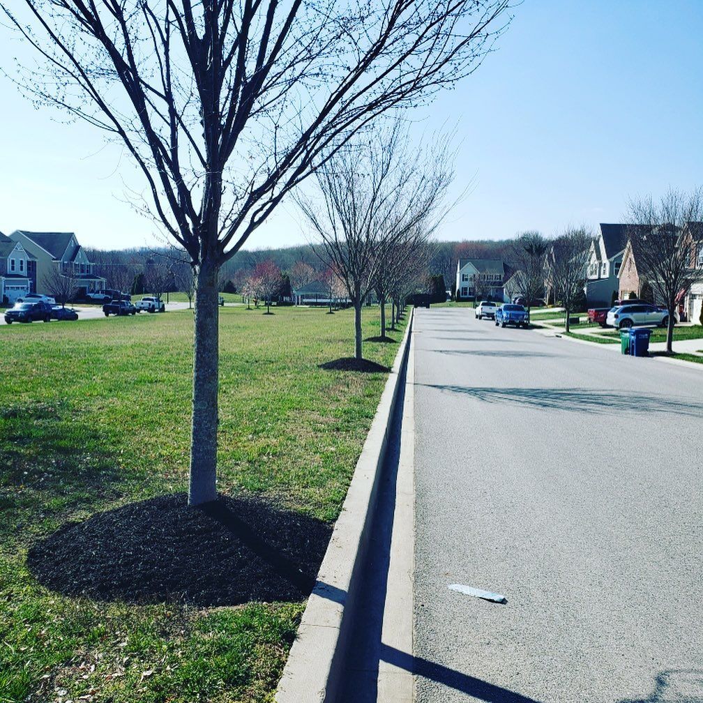 A suburban street with a grassy median and bare trees under a bright blue sky.