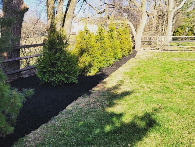 Row of evergreen shrubs in a mulch bed, next to grass and a fence, with trees in the background.