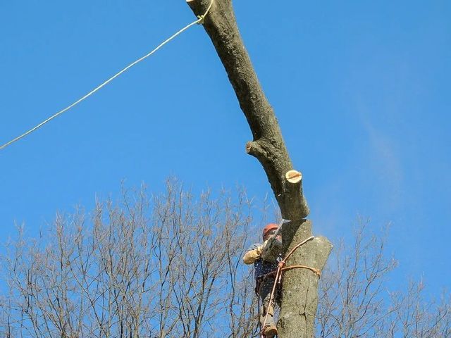 Arborist in tree, sawing off a large branch. Blue sky, bare branches, and safety rope visible.
