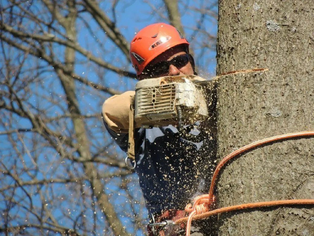 Arborist in an orange helmet cuts a tree branch with a chainsaw. Wood chips fly as the arborist works high up.
