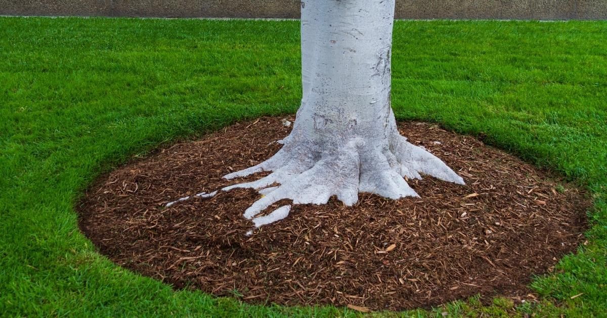 White tree trunk surrounded by a circular bed of brown mulch in a green lawn