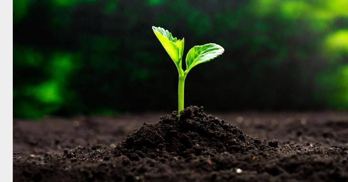 A small green sprout emerging from dark soil, with a blurred green backdrop.