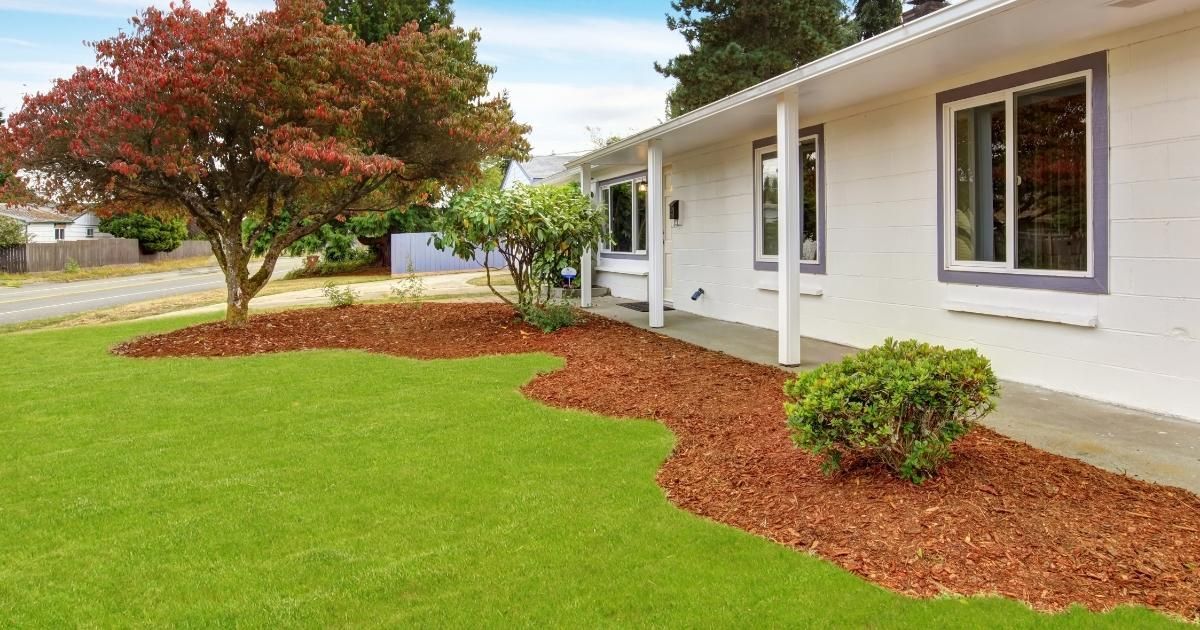 A white house exterior featuring a lush green lawn, red wood mulch landscaping, and a vibrant maple tree under a blue sky.