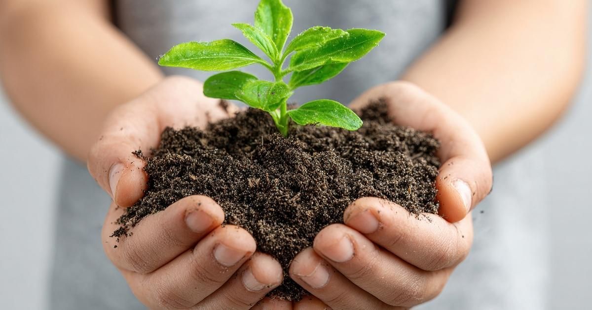 Hands cupping dark soil holding a young, green plant, showing growth.