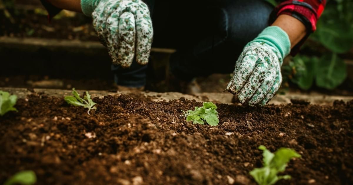 Hands weeing  garden bed