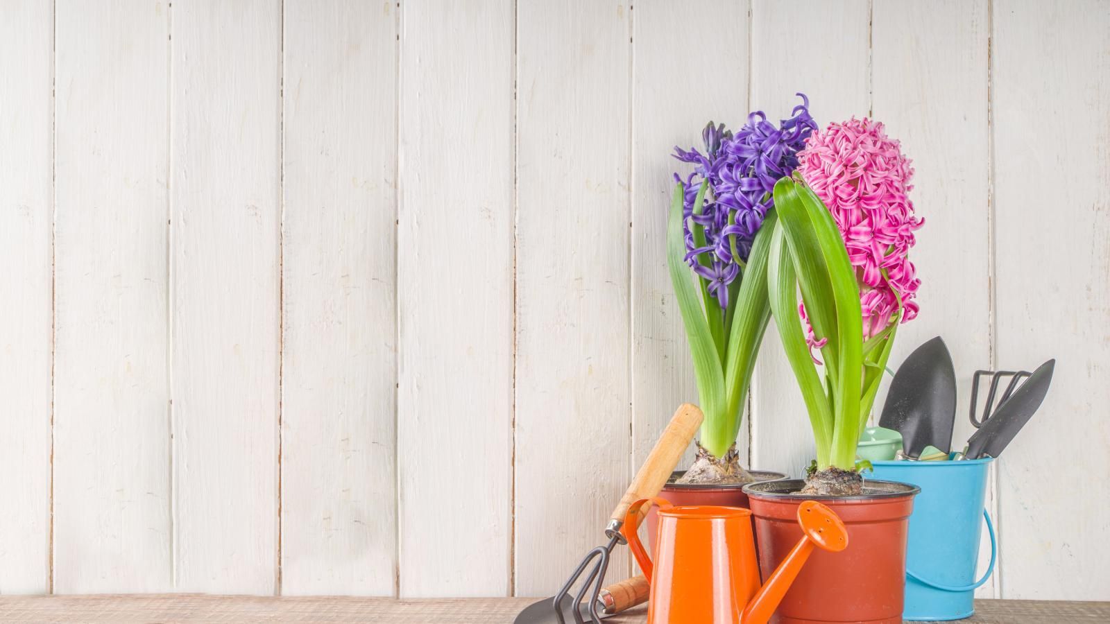 Gardening tools and potted plant. 