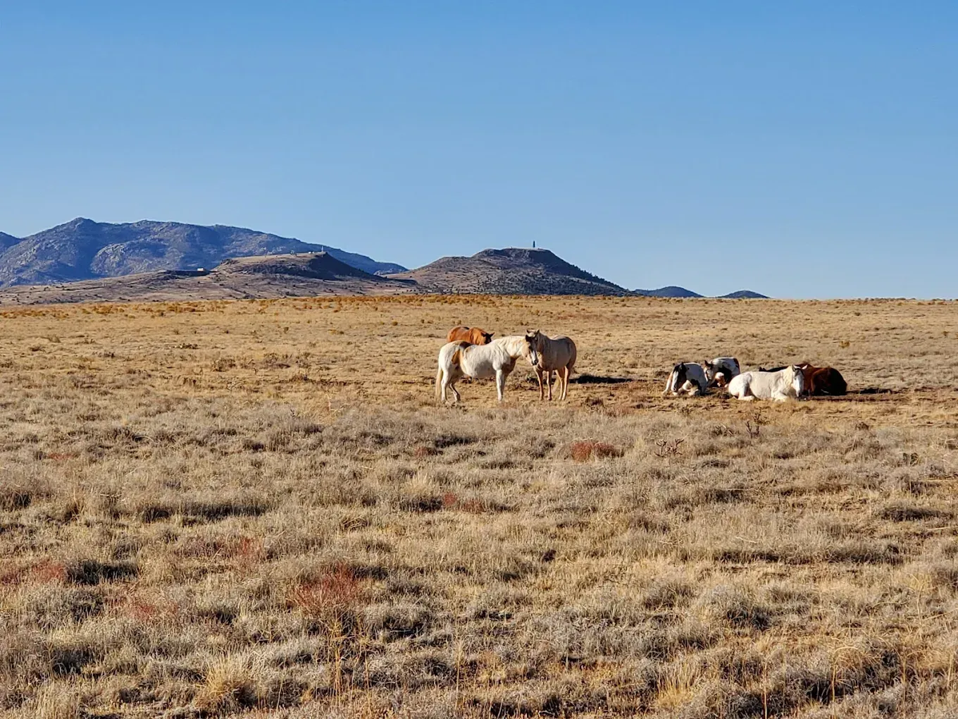 Cattle grazing in a dry, grassy field with mountains in the background under a clear blue sky.