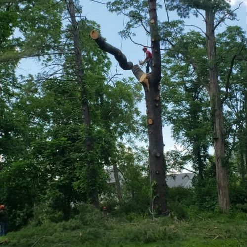A man is climbing a tree with a chainsaw.