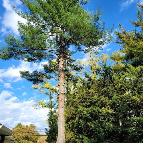 A large pine tree with a blue sky in the background.