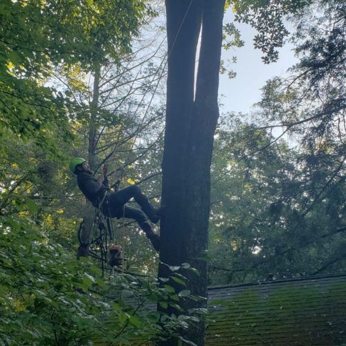 A man is climbing a tree in the woods.