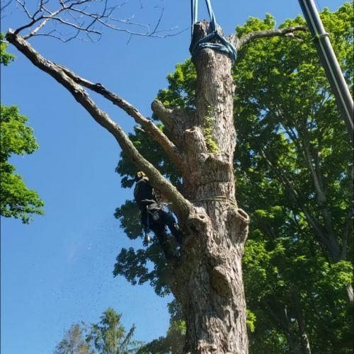 A man is climbing a tree with a crane attached to it.