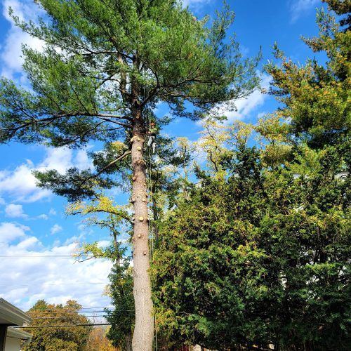 A man is climbing a pine tree in a backyard.