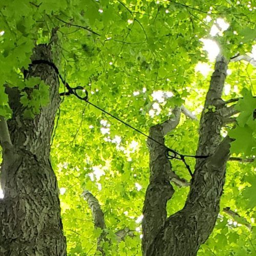A man is cutting a tree with a crane.