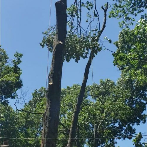 A tree being cut down by a crane with a blue sky in the background