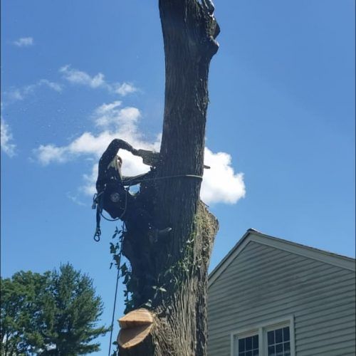 A man is climbing a tree with a chainsaw in front of a house
