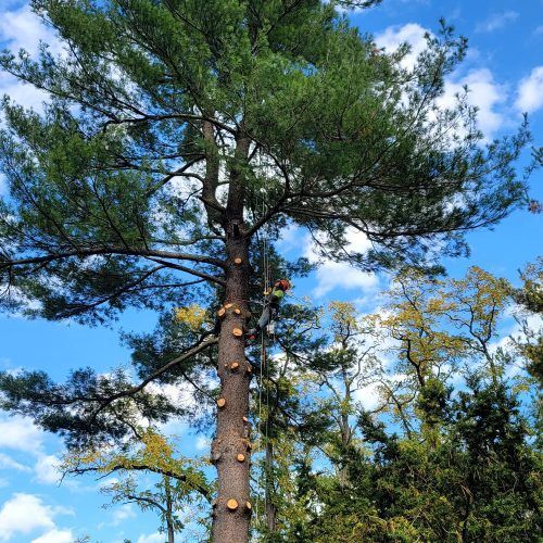 A man is climbing a pine tree on a rope.