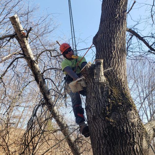 A man is climbing a tree with a chainsaw.