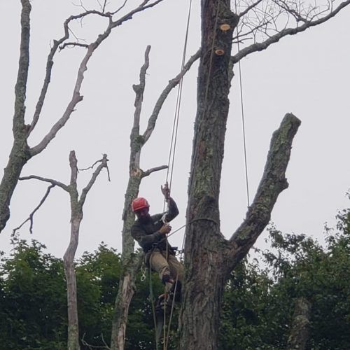 A man in a red helmet is climbing a tree