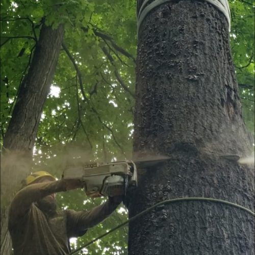 A man is cutting a tree with a chainsaw