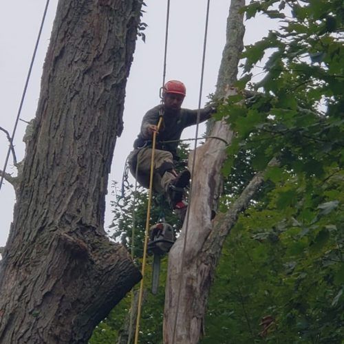A man is climbing a tree with a chainsaw.