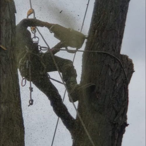 A man is climbing up a tree with ropes