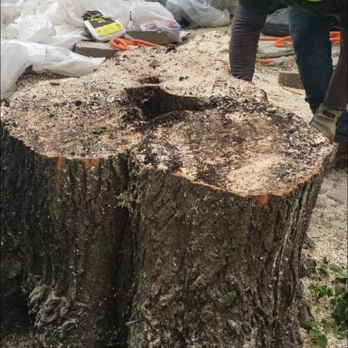 A large tree stump with a hole in it