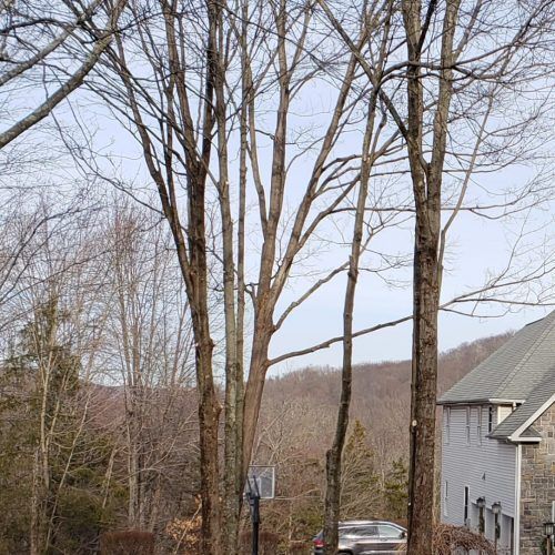 A house with a lot of trees in front of it.