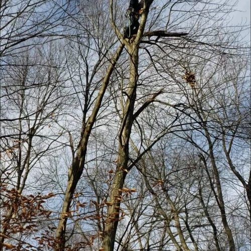 A forest with trees without leaves on a cloudy day