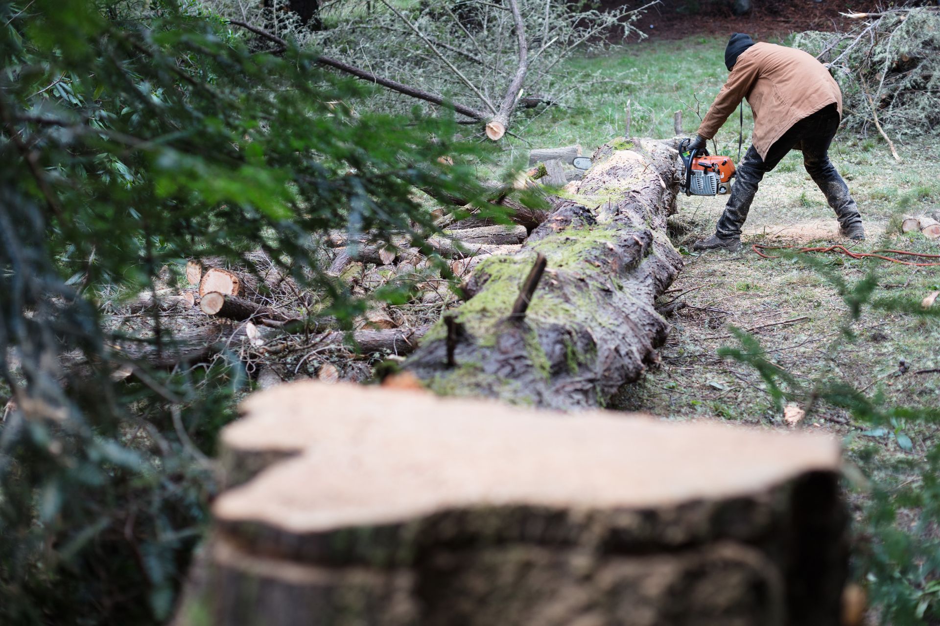 A man is cutting a tree with a chainsaw in the woods.