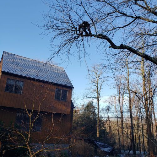 A monkey is climbing a tree in front of a house.