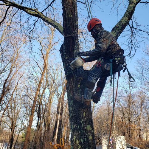 A man is climbing a tree with a chainsaw.