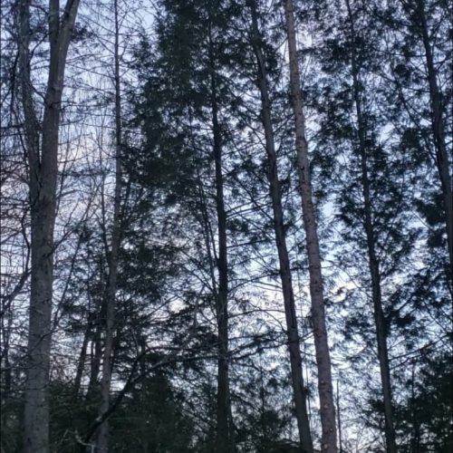 A forest with trees without leaves against a blue sky