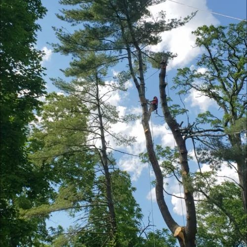 A man is cutting down a tree with a chainsaw