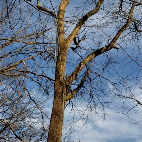 A tree with a rope attached to it against a blue sky