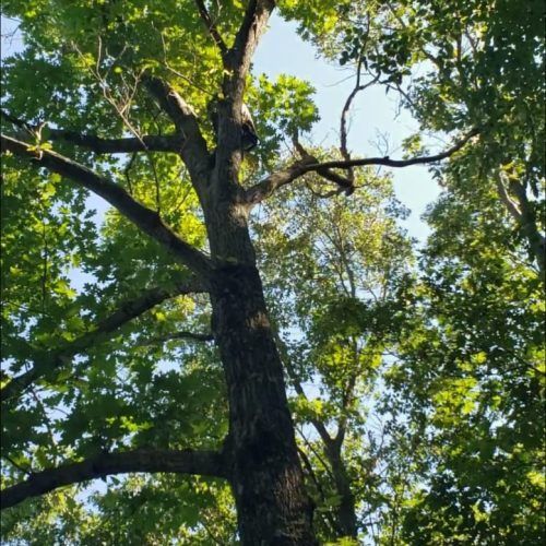 Looking up at a tree with lots of leaves
