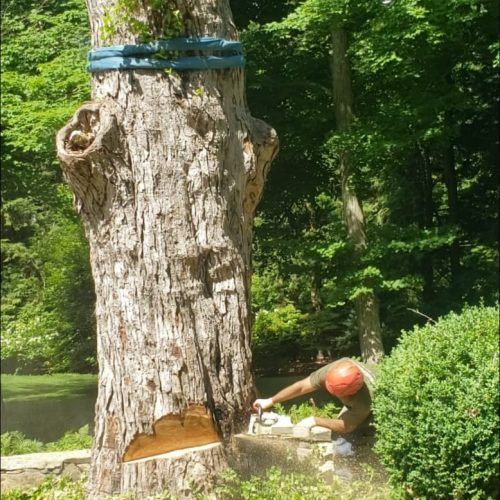 A man is cutting down a tree with a chainsaw.