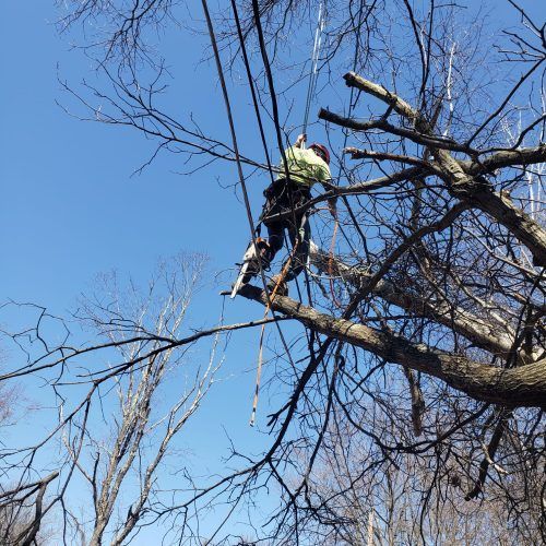 A man is cutting a tree with a chainsaw.