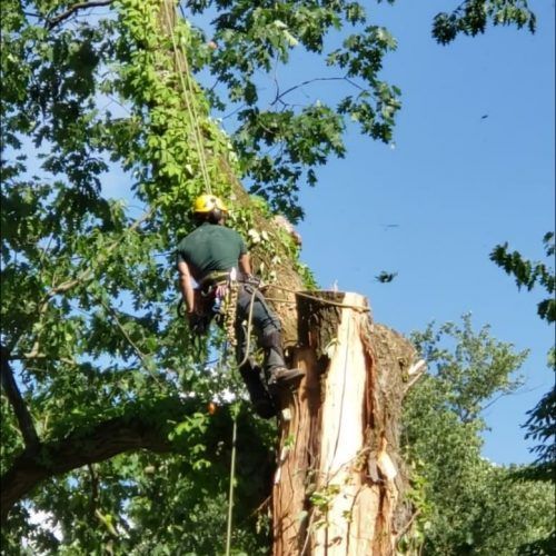 A man in a green shirt is climbing a tree