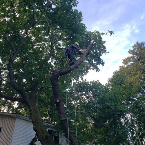 A man in a yellow helmet is cutting a tree branch