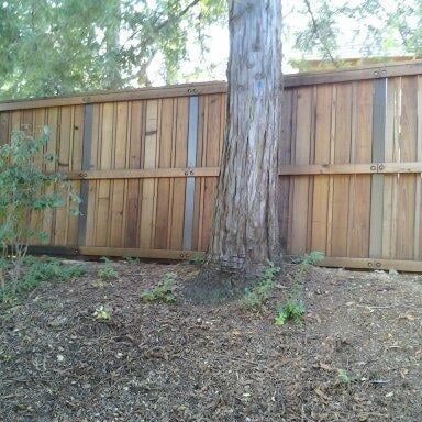 A wooden board-on-board fence with metal posts runs horizontally behind a large, textured tree trunk in a wood-chipped yard.