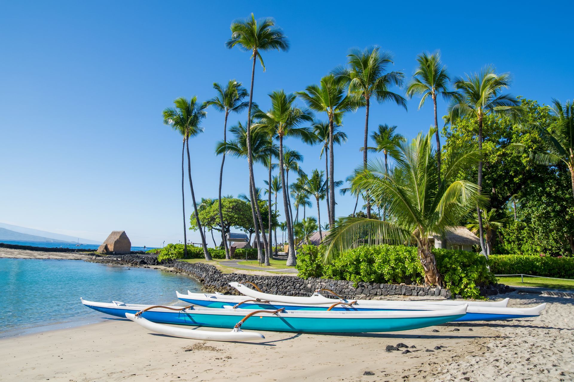 A row of kayaks are sitting on a sandy beach surrounded by palm trees.