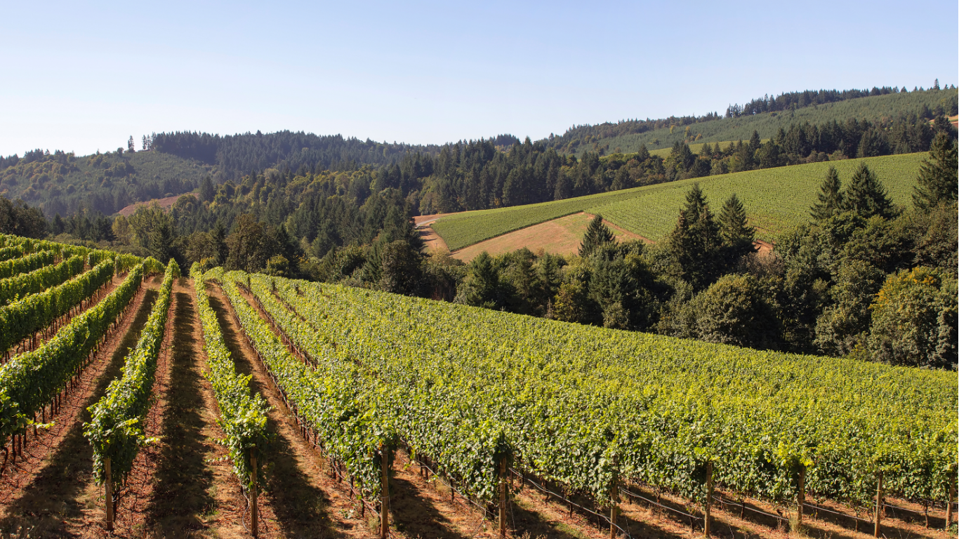 Winery ours