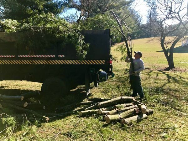 Man Putting Trees In The Truck