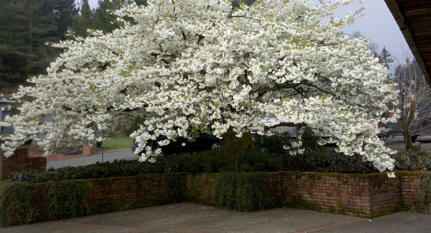 A tree with lots of white flowers is in a yard.