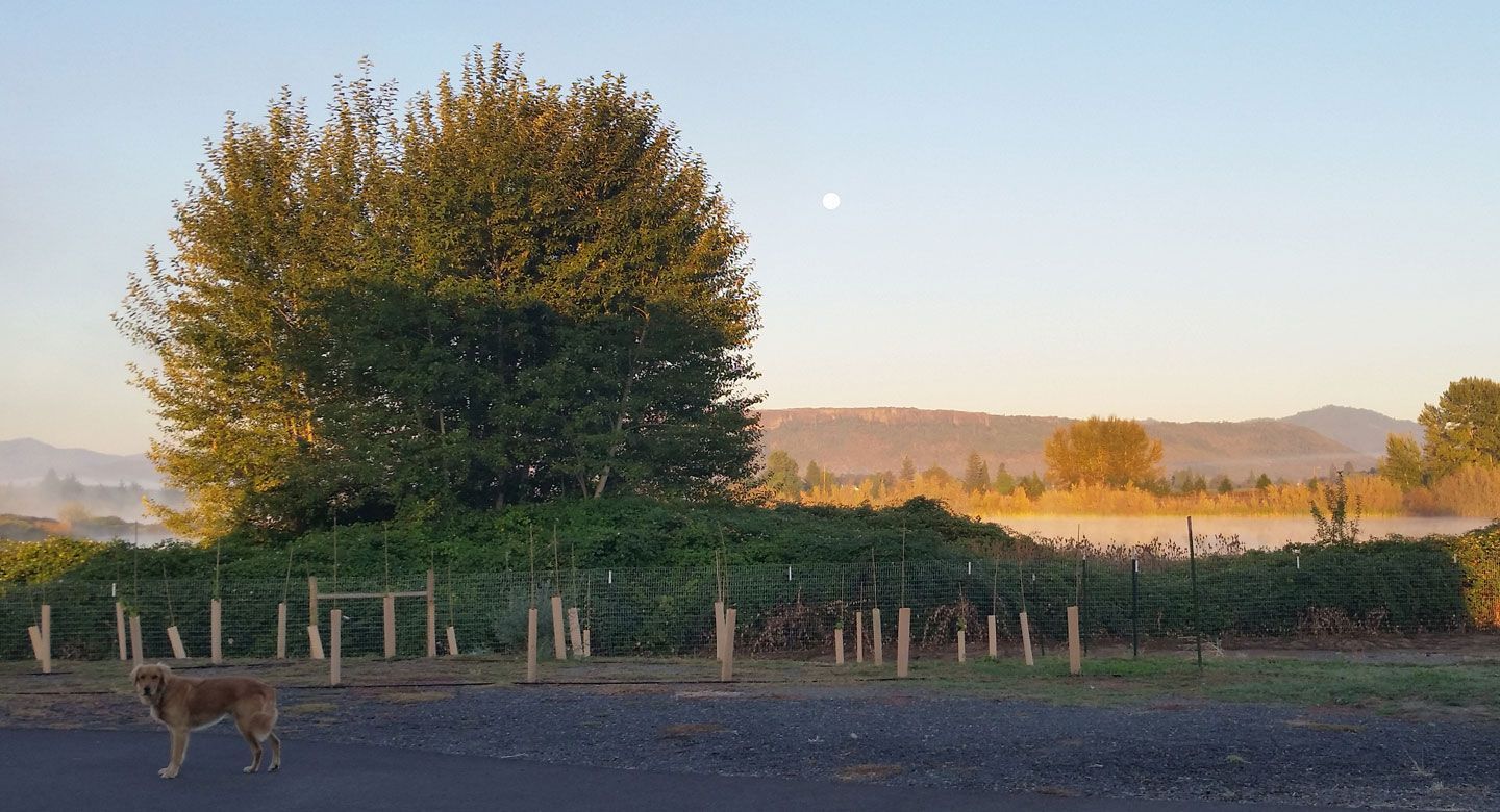 A dog is standing in front of a tree in a field.