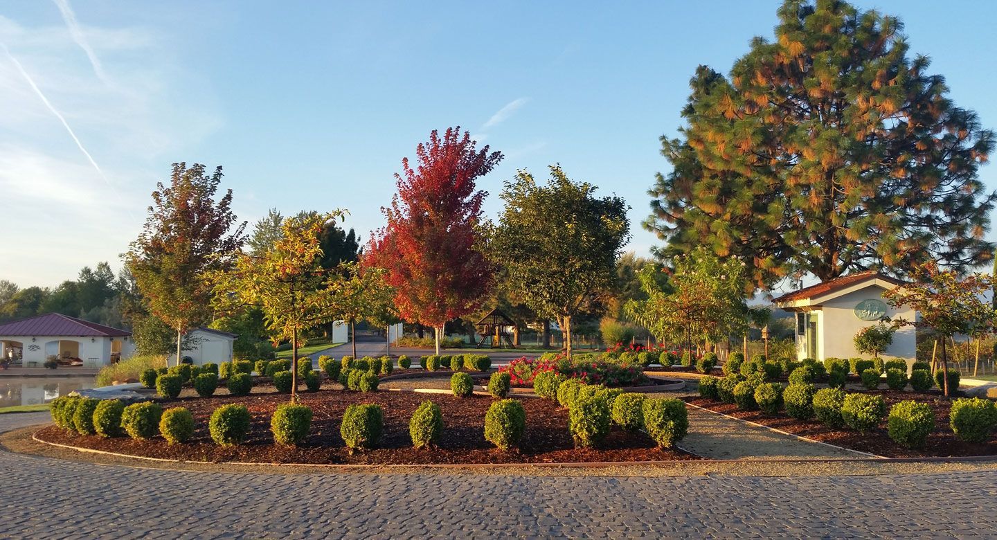 A row of bushes and trees in a yard with a house in the background.
