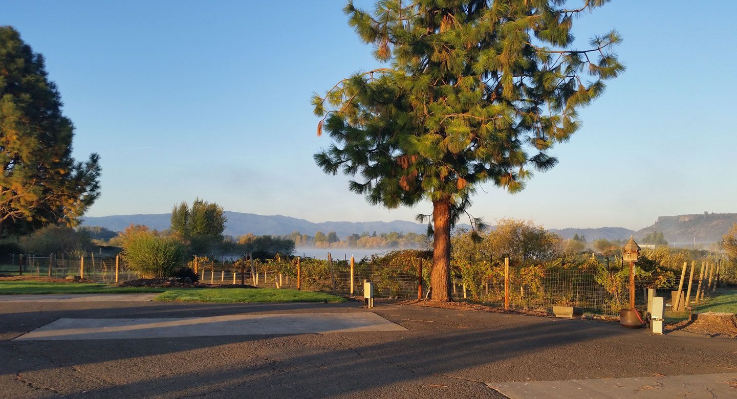 A tree in the middle of a parking lot with a view of a lake.