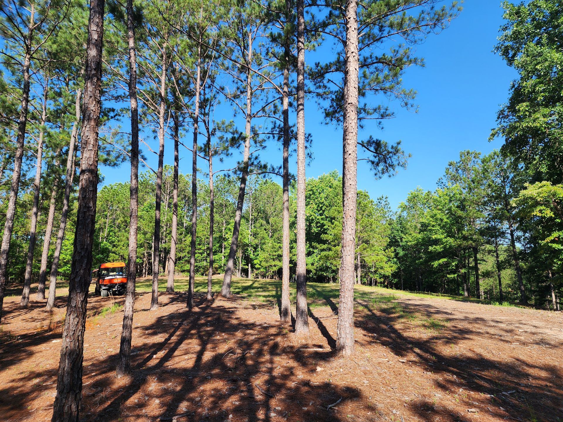A tractor is parked in the middle of a forest.