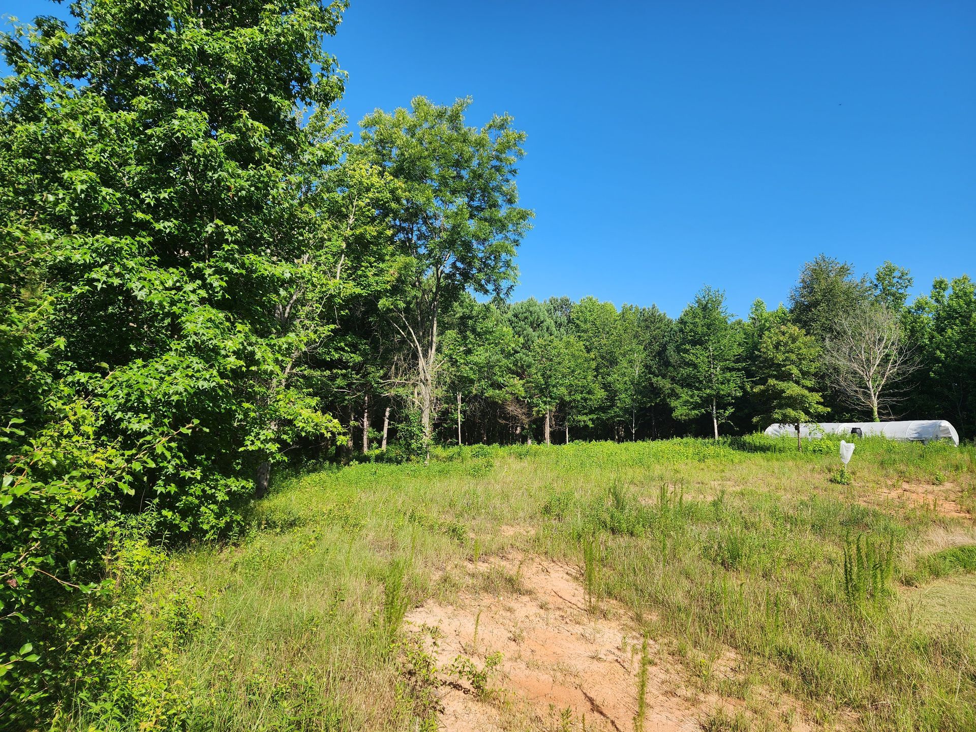 A dirt road going through a grassy field with trees in the background.